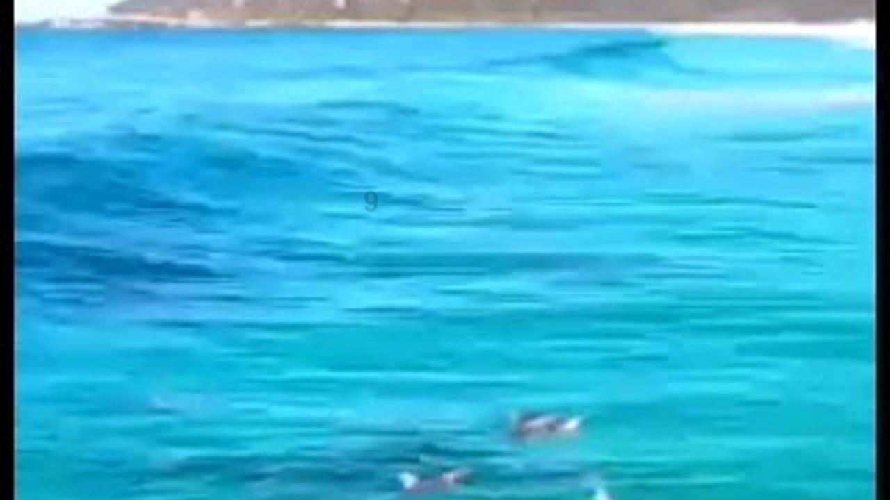 创作猫